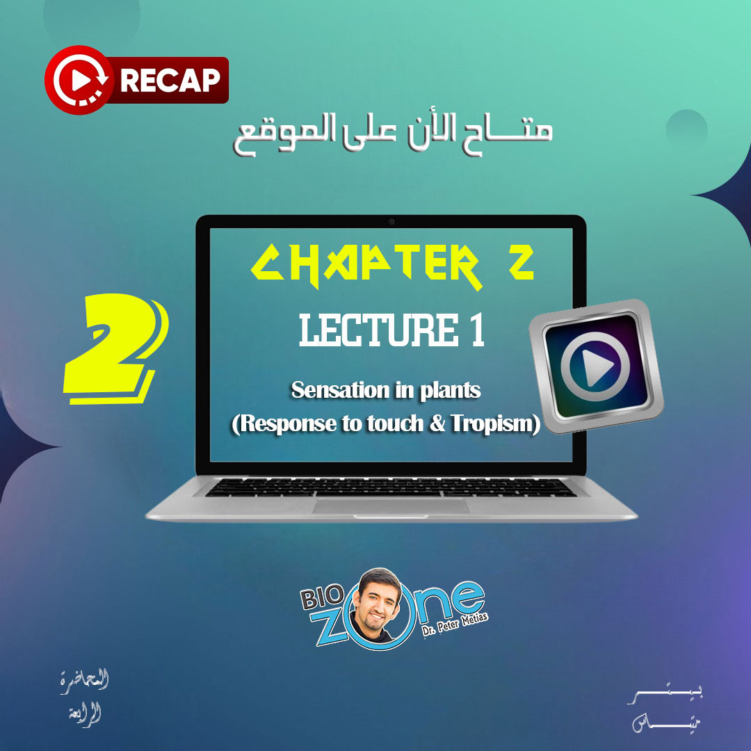 2025 - 2 - Summary Lecture (4) - Sensation